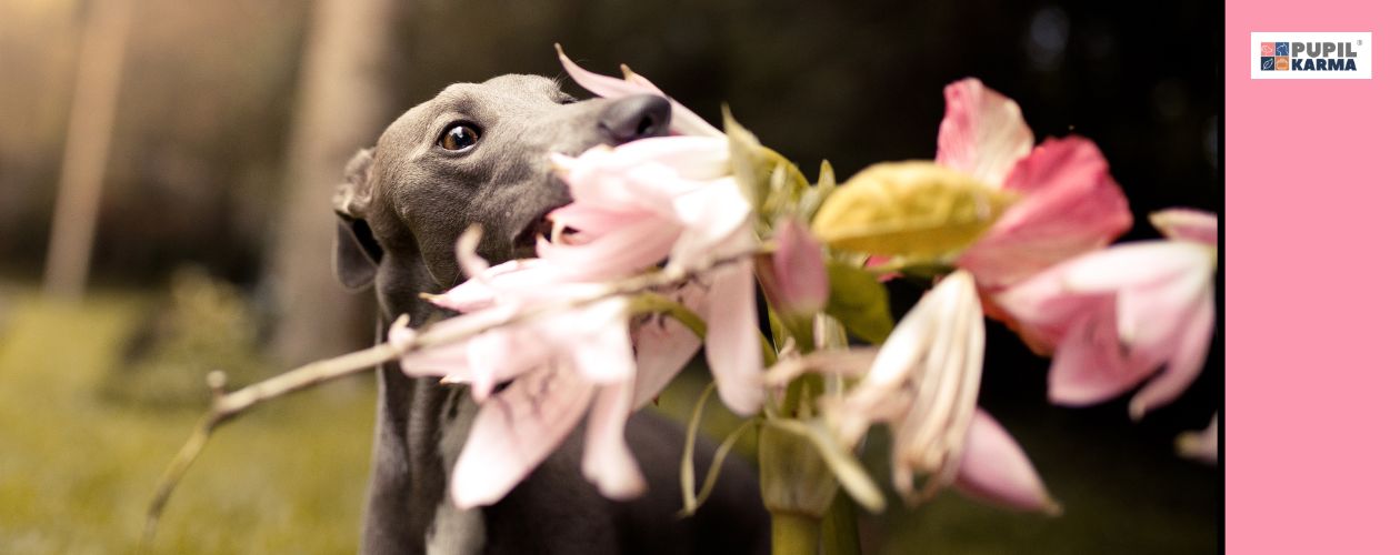 Zagrożeniem są rośliny. Zbliżenie ciemnego psa gryzącego rózowe lilie. Po prawek różowy pas i logo pupilkarma. 